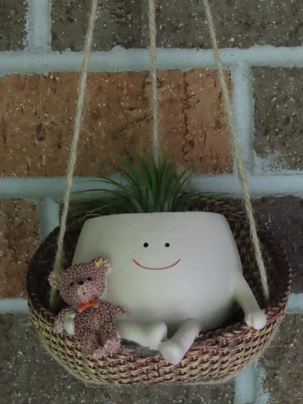 Adorable hanging air plant
